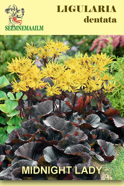 Golden Groundsel "Midnight Lady" (Leopard Plant, Summer Ragwort, Big Leaf Ligularia)